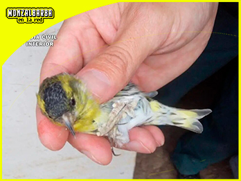 Investigan por maltrato animal a un vecino de Monzalbarba que tenía 6 aves desatendidas en una jaula