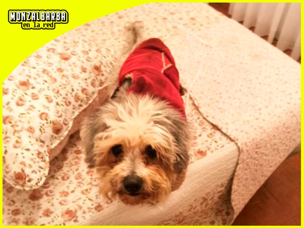 Dejan atada a una perra en una de las casas camino de&nbsp;Alfocea