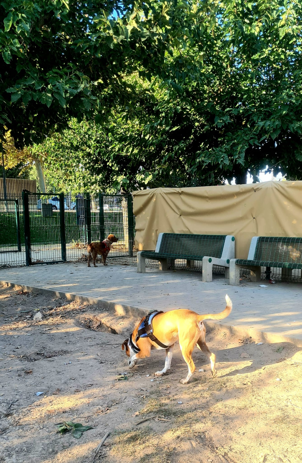 Necesidades del barrio: «Vuelvo a llamar la atención sobre la necesidad de un recinto cerrado para que nuestros perros puedan correr, jugar, socializar y gastar energía sin molestar a&nbsp;nadie»